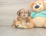 7 week old Shih Poo Puppy For Sale - Pilesgrove Pups