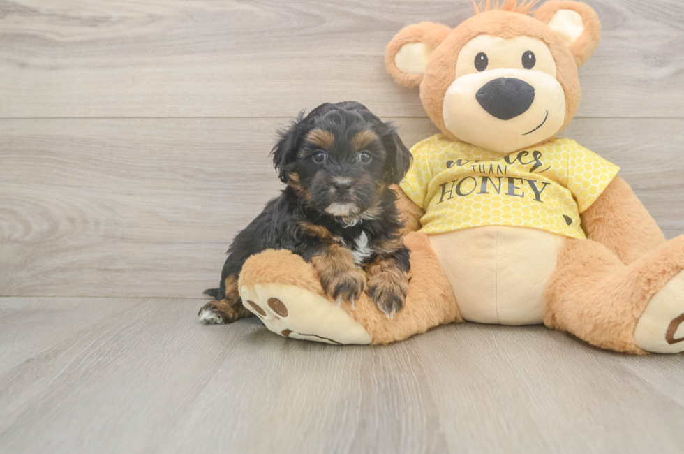 5 week old Shih Poo Puppy For Sale - Pilesgrove Pups