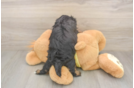 Shih Poo Puppy for Adoption