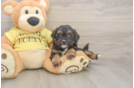 Shih Poo Puppy for Adoption