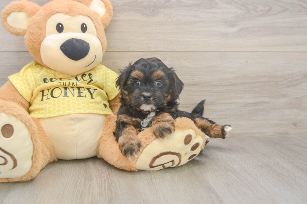 Shih Poo Puppy for Adoption