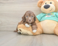 7 week old Shih Poo Puppy For Sale - Pilesgrove Pups