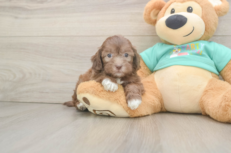 5 week old Shih Poo Puppy For Sale - Pilesgrove Pups