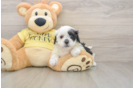Best Shih Poo Baby