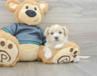 7 week old Shih Poo Puppy For Sale - Pilesgrove Pups