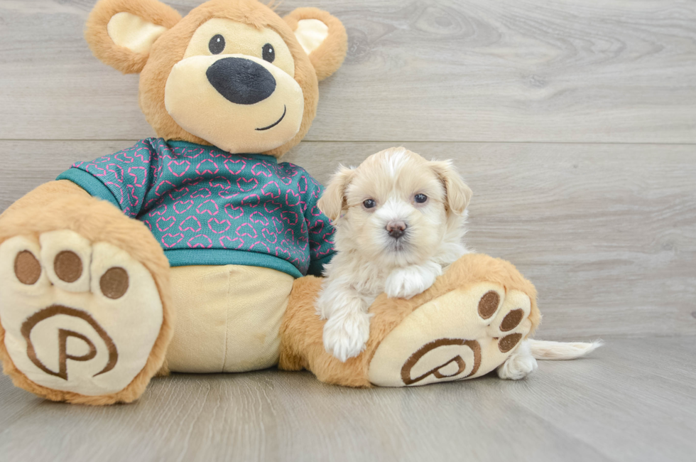 5 week old Shih Poo Puppy For Sale - Pilesgrove Pups