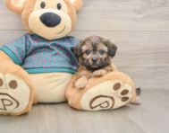 8 week old Shih Poo Puppy For Sale - Pilesgrove Pups