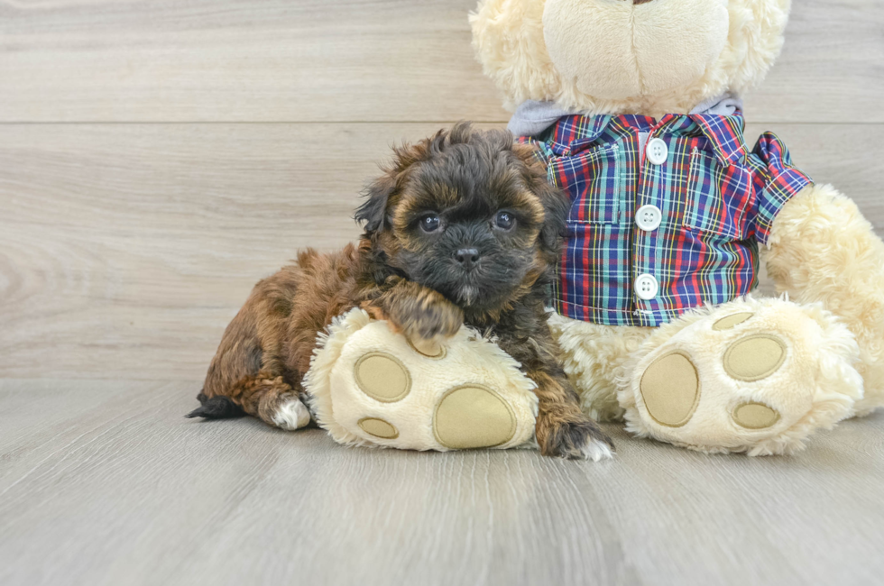 6 week old Shih Poo Puppy For Sale - Pilesgrove Pups