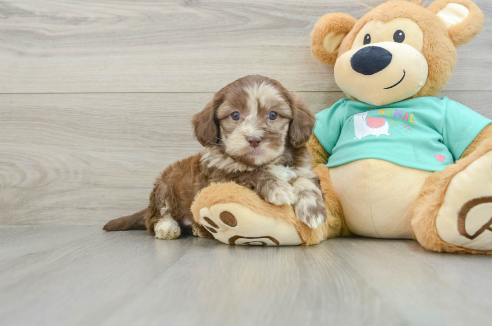 6 week old Shih Poo Puppy For Sale - Pilesgrove Pups