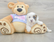 7 week old Shih Poo Puppy For Sale - Pilesgrove Pups