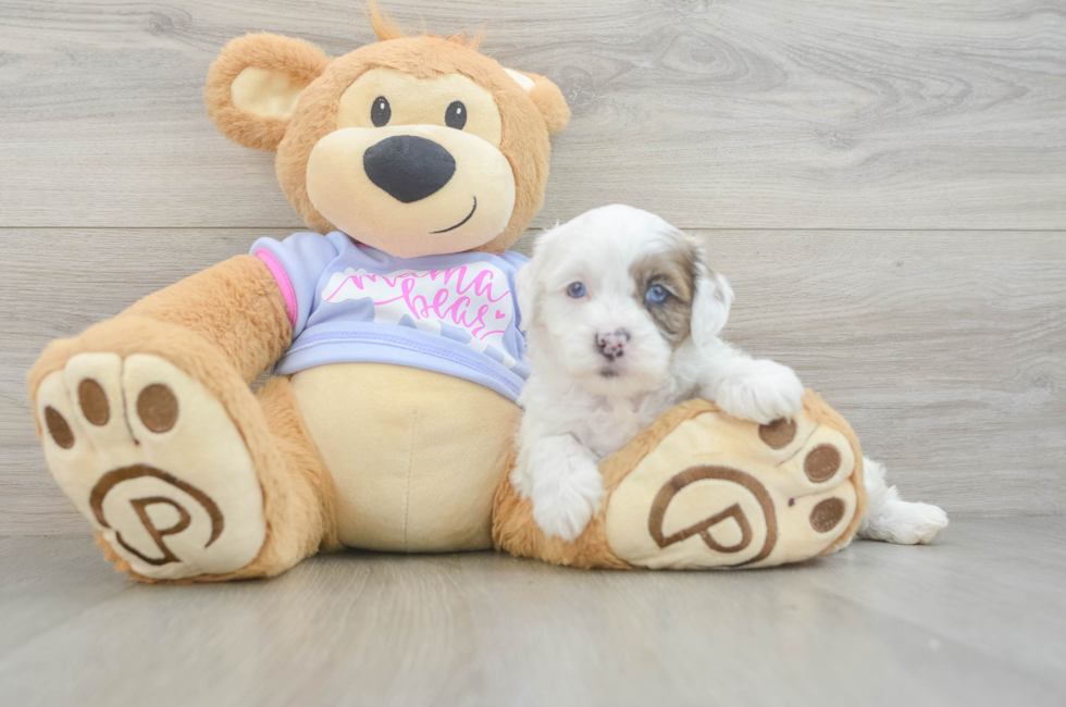 5 week old Shih Poo Puppy For Sale - Pilesgrove Pups