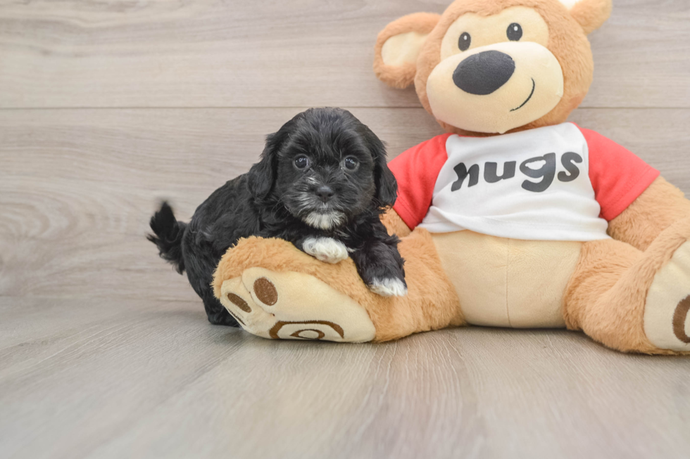Cute Shih Poo Baby