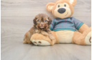 Shih Poo Pup Being Cute