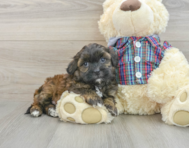 7 week old Shih Poo Puppy For Sale - Pilesgrove Pups