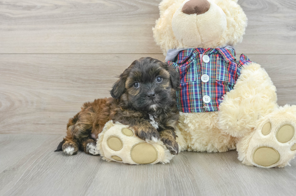 7 week old Shih Poo Puppy For Sale - Pilesgrove Pups