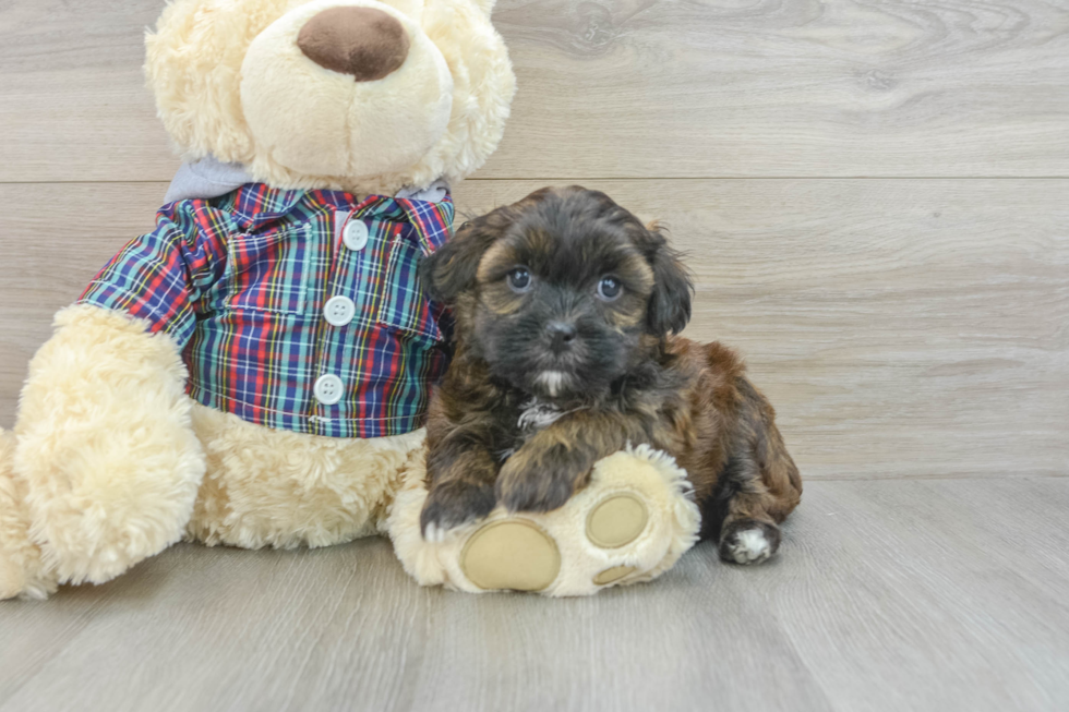 Hypoallergenic Shih Poo Poodle Mix Puppy