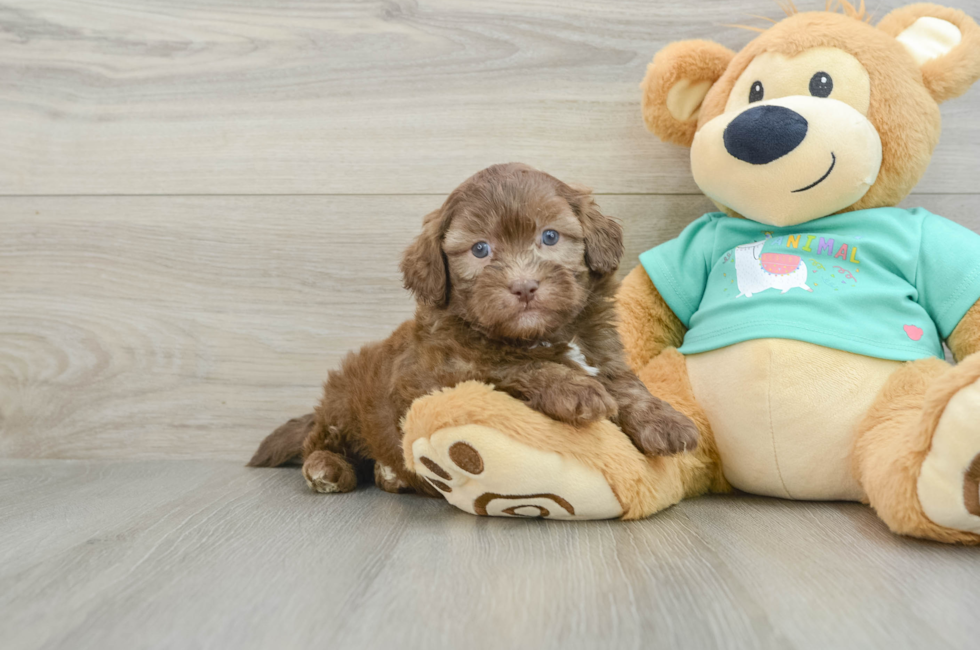 6 week old Shih Poo Puppy For Sale - Pilesgrove Pups