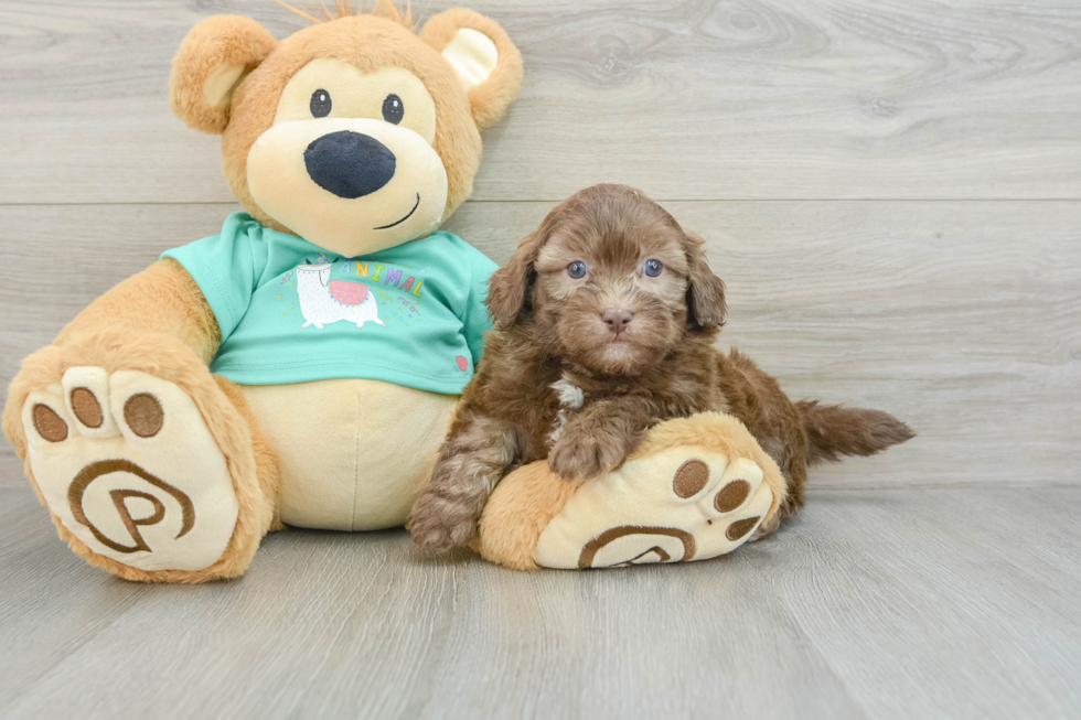 Adorable Shihpoo Poodle Mix Puppy