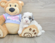 6 week old Shih Poo Puppy For Sale - Pilesgrove Pups