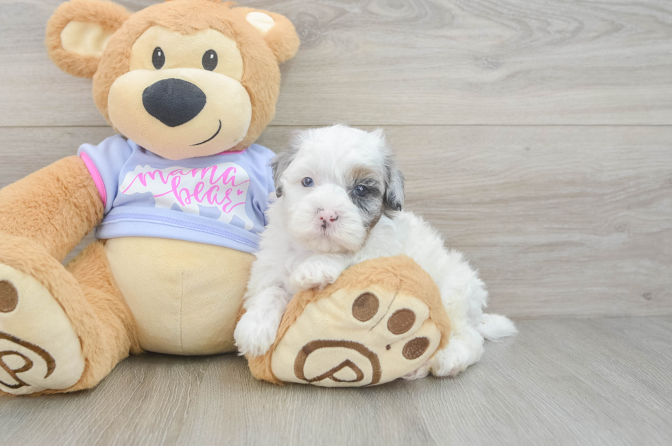 5 week old Shih Poo Puppy For Sale - Pilesgrove Pups