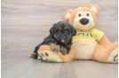 Shih Poo Puppy for Adoption