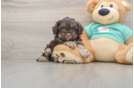 Popular Shih Poo Poodle Mix Pup