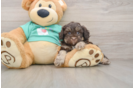 Popular Shih Poo Poodle Mix Pup
