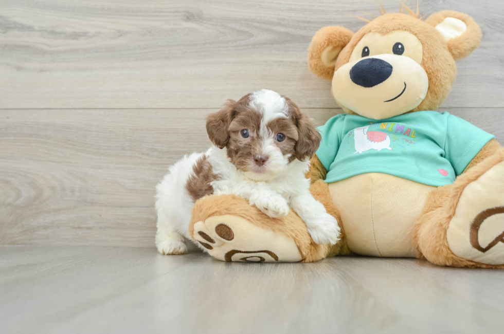 6 week old Shih Poo Puppy For Sale - Pilesgrove Pups