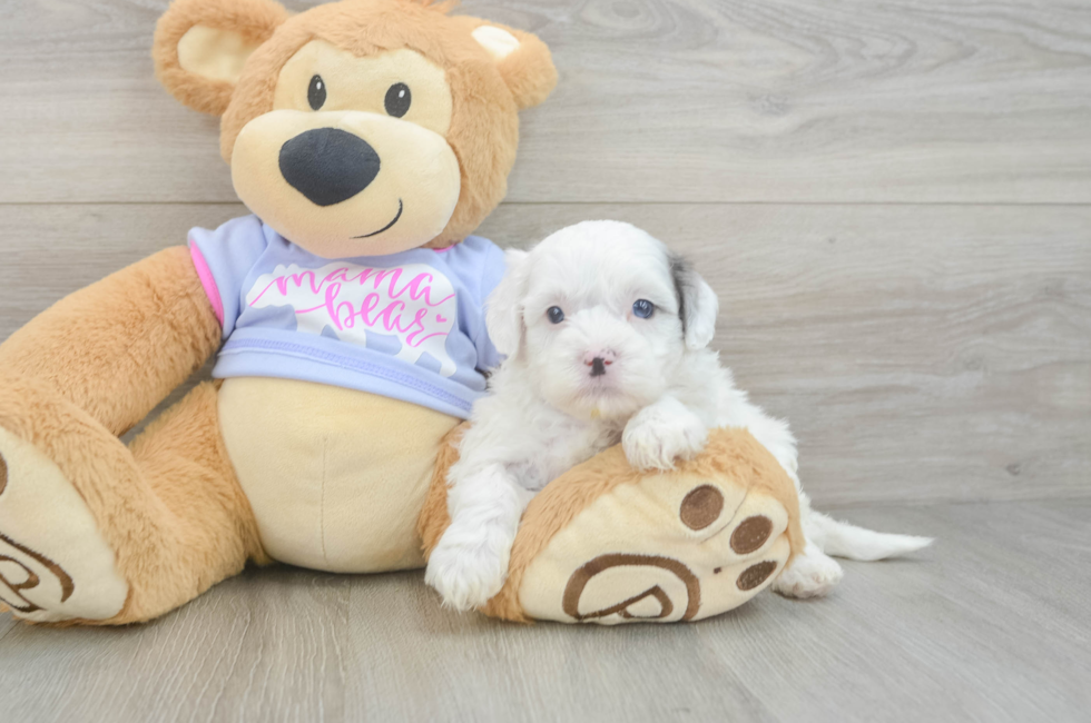 5 week old Shih Poo Puppy For Sale - Pilesgrove Pups