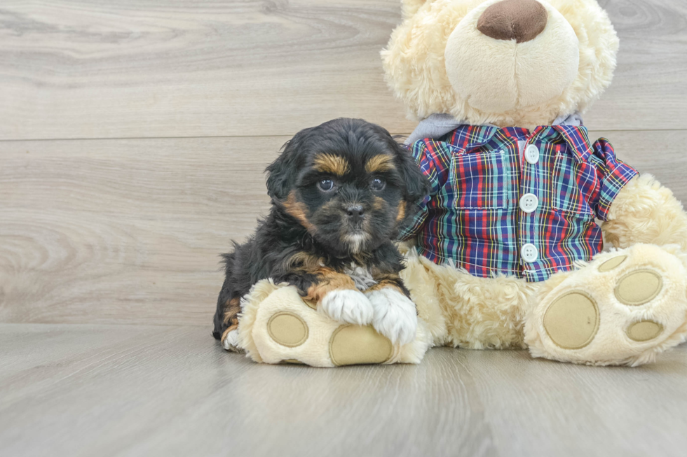 Popular Shih Poo Poodle Mix Pup