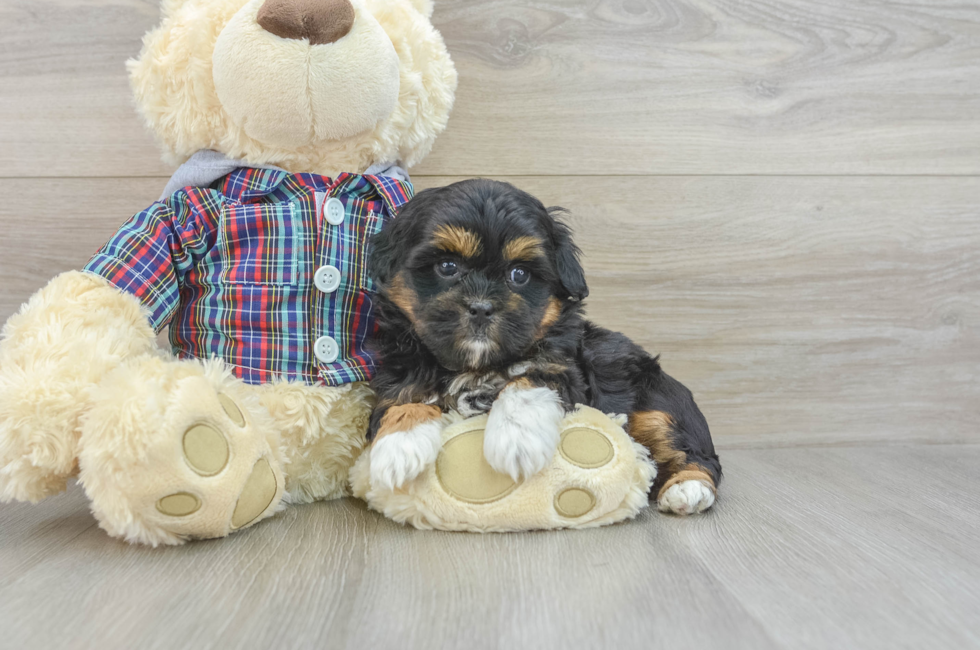 6 week old Shih Poo Puppy For Sale - Pilesgrove Pups