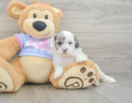 8 week old Shih Poo Puppy For Sale - Pilesgrove Pups