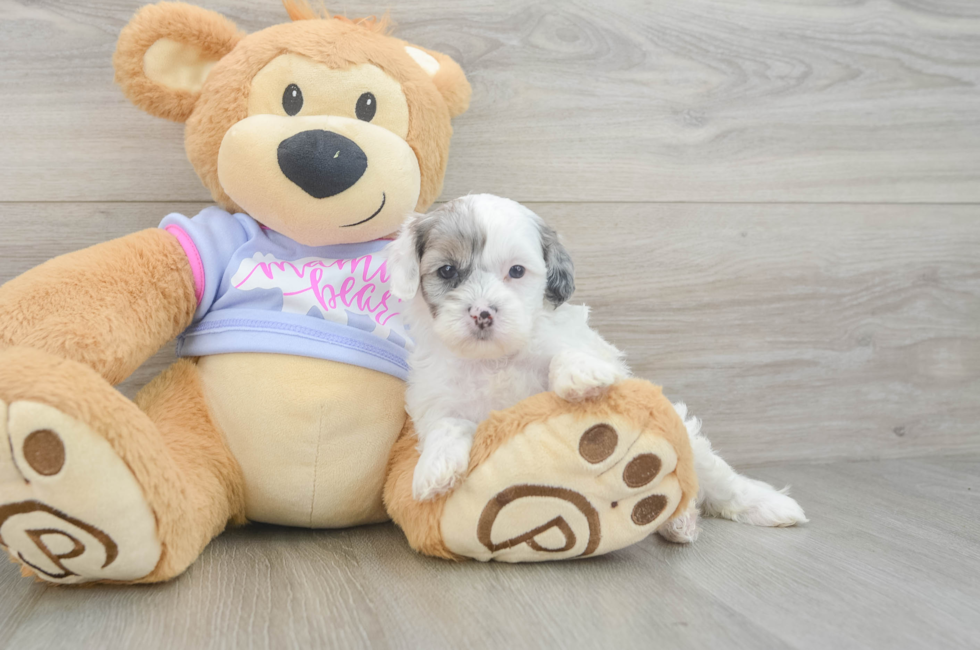 5 week old Shih Poo Puppy For Sale - Pilesgrove Pups
