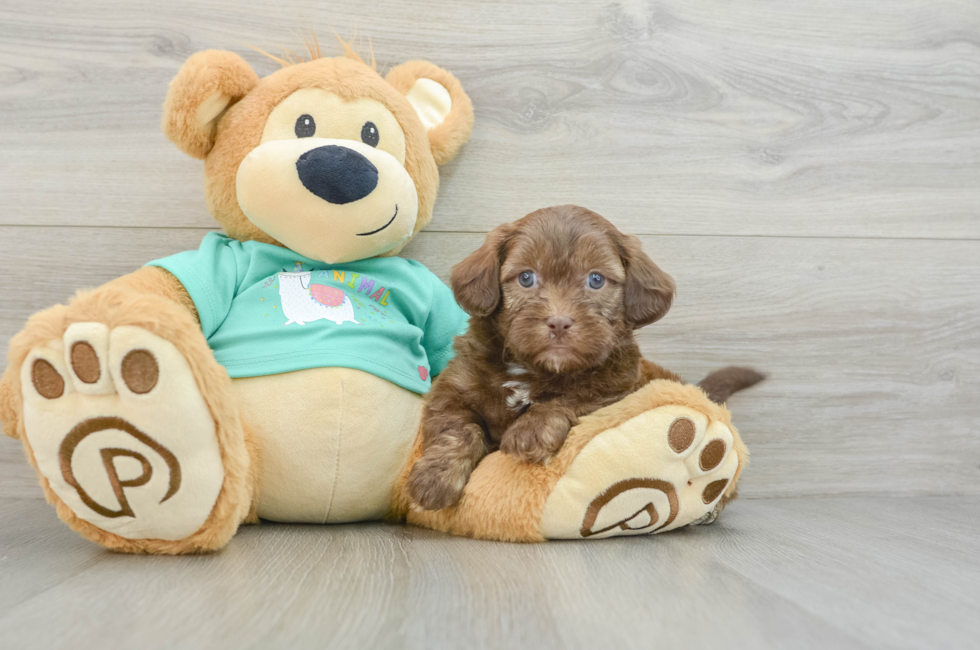 6 week old Shih Poo Puppy For Sale - Pilesgrove Pups