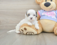 6 week old Shih Poo Puppy For Sale - Pilesgrove Pups