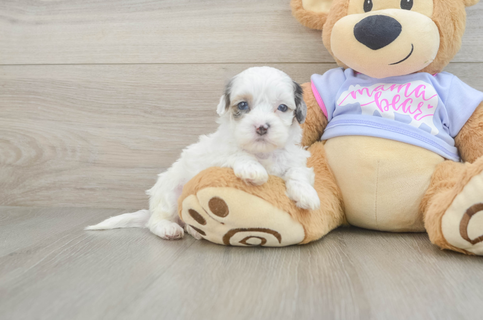 5 week old Shih Poo Puppy For Sale - Pilesgrove Pups