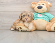 6 week old Shih Poo Puppy For Sale - Pilesgrove Pups
