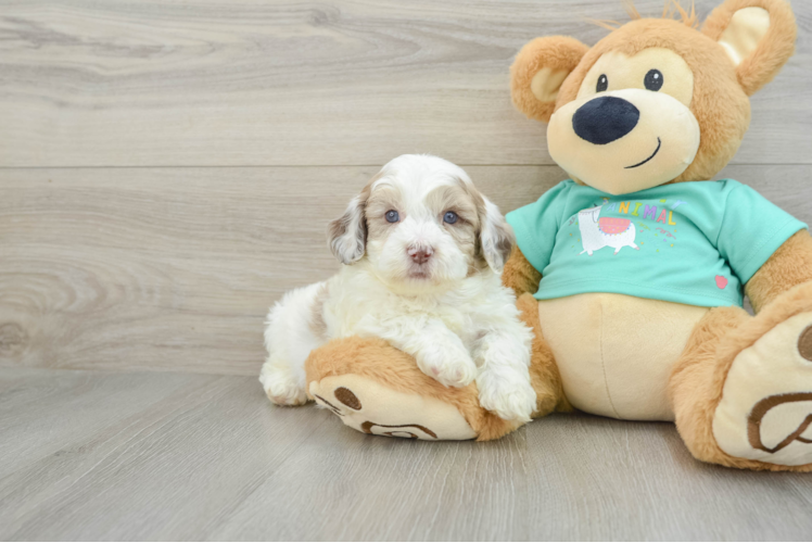 Shih Poo Pup Being Cute