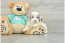 Best Shih Poo Baby