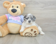 6 week old Shih Poo Puppy For Sale - Pilesgrove Pups