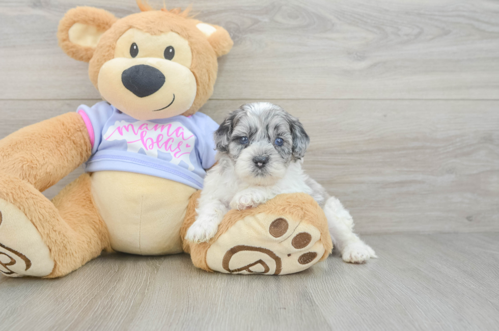 5 week old Shih Poo Puppy For Sale - Pilesgrove Pups