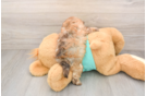 Best Shih Poo Baby