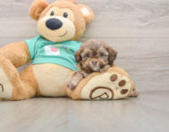 6 week old Shih Poo Puppy For Sale - Pilesgrove Pups