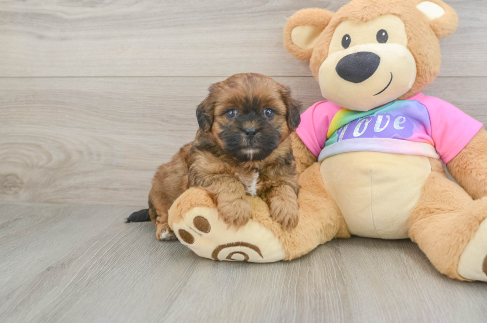 5 week old Shih Poo Puppy For Sale - Pilesgrove Pups