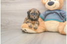 Happy Shih Poo Baby