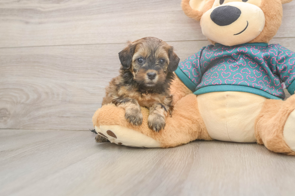 Happy Shih Poo Baby