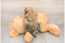 Shih Poo Pup Being Cute