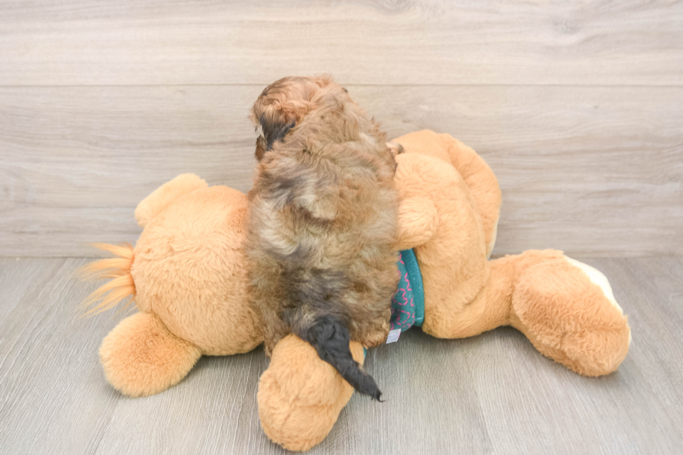 Shih Poo Pup Being Cute