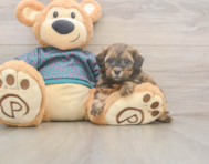 5 week old Shih Poo Puppy For Sale - Pilesgrove Pups