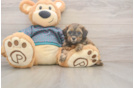 Best Shih Poo Baby